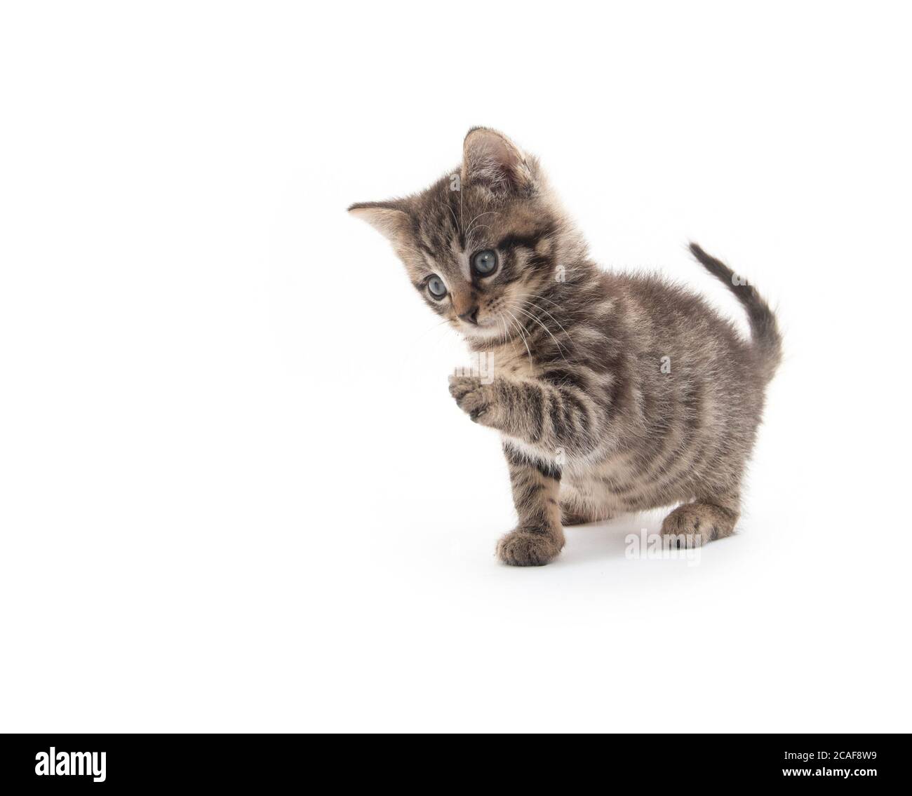 cute baby tabby kitten isolated on white background Stock Photo - Alamy