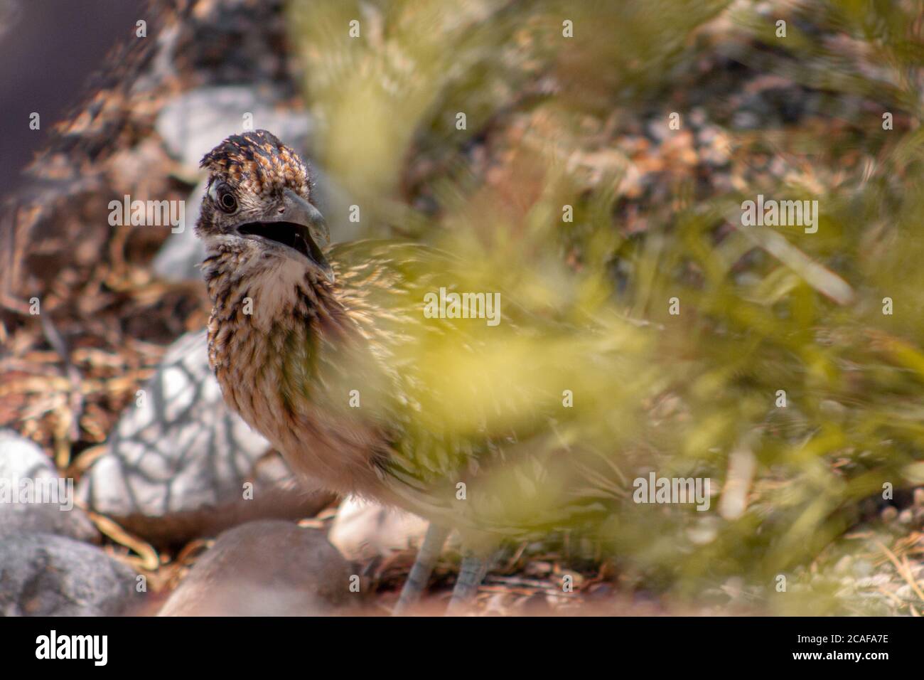 Roadrunner with open mouth hides behind a green shrub for camouflage in