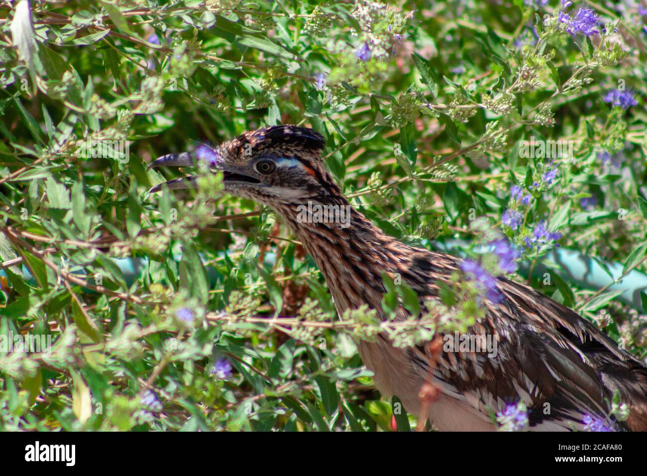 Roadrunner bird hides camouflaged among a green bush with purple flowers in Albuquerque, New Mexico, USA Stock Photo