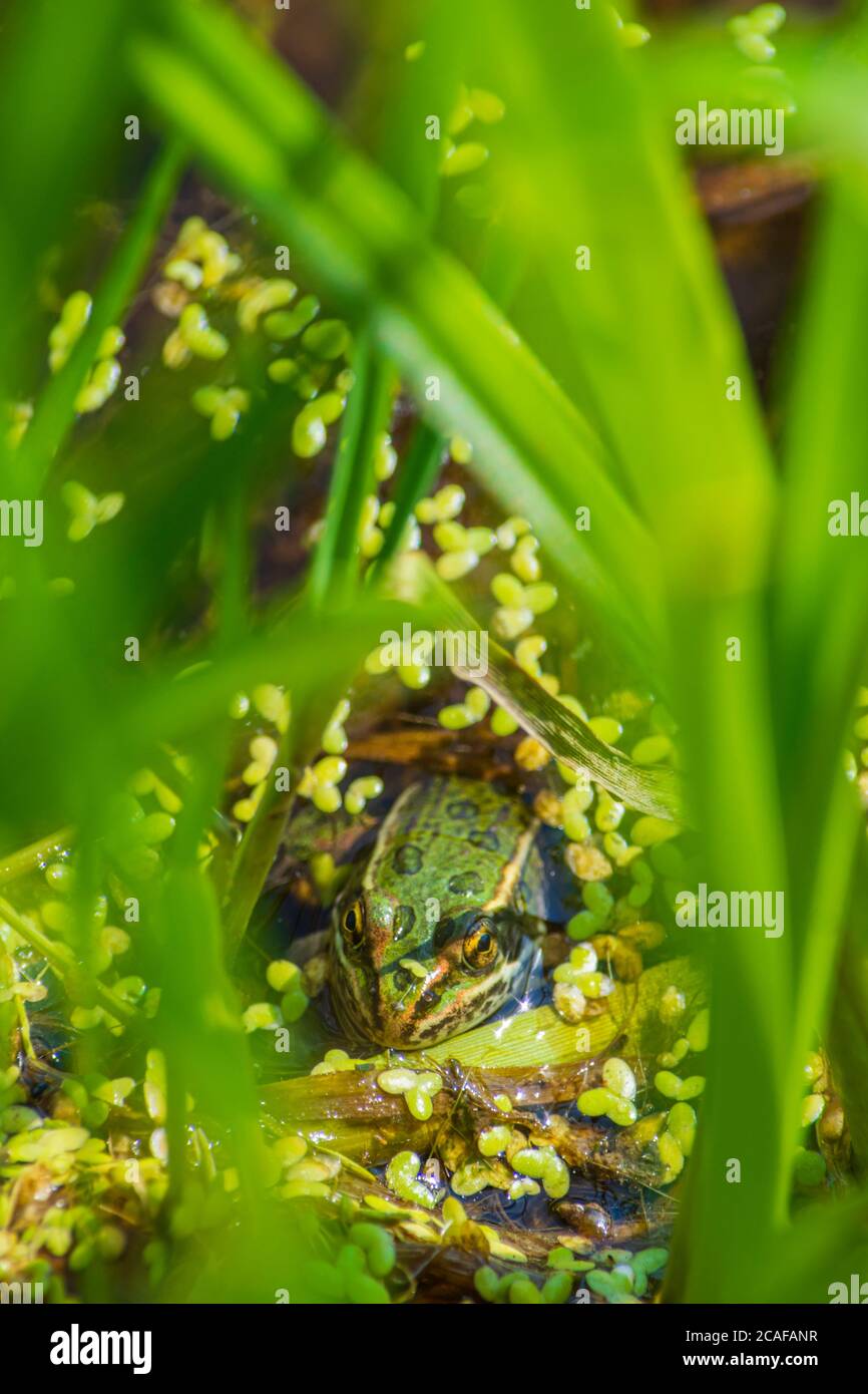 Young Northern Leopard Frog  (Lithobates/ Rana pipiens) hiding among tall grass & duckweed at shore of wetland marsh, Castle Rock Colorado USA. Stock Photo