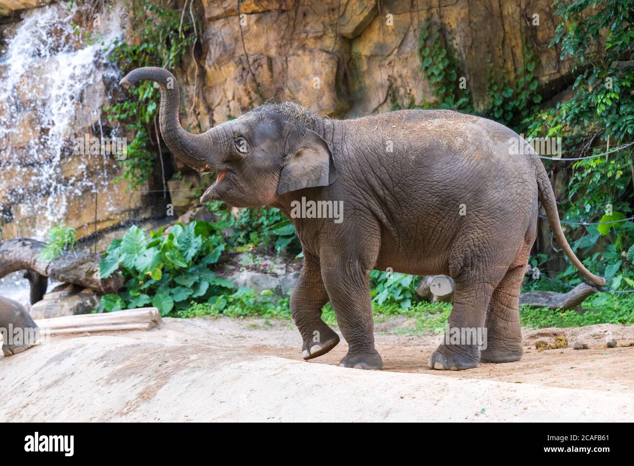 Asian elephant in the zoo Stock Photo