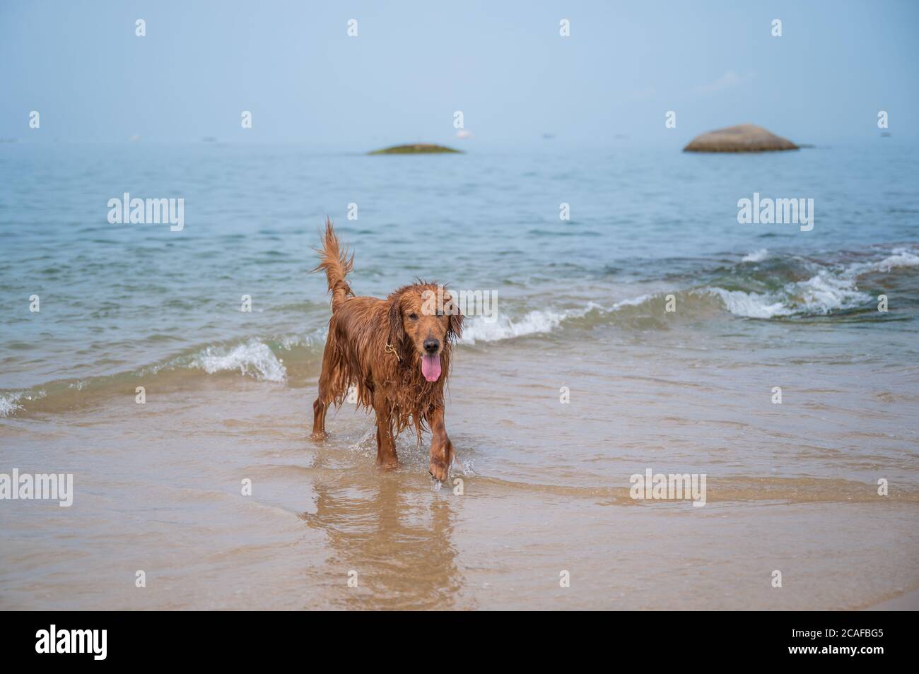 Golden retriever playing with water at the beach Stock Photo - Alamy