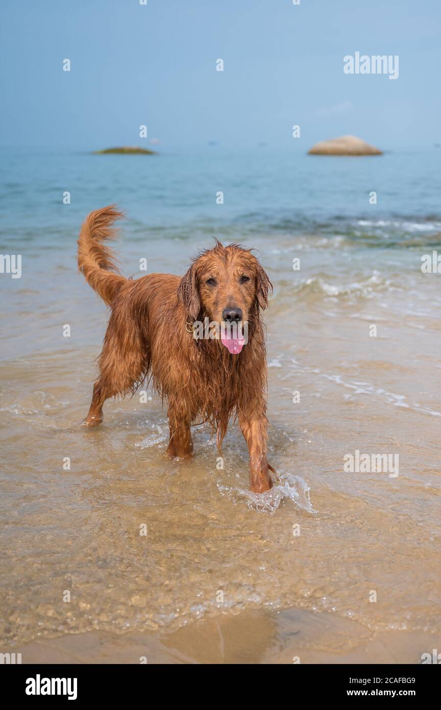 Golden retriever playing with water at the beach Stock Photo - Alamy