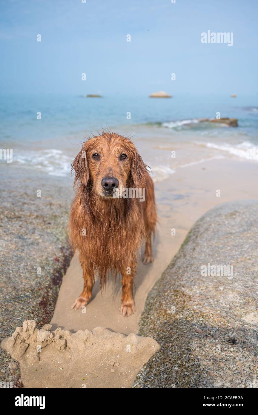 Golden retriever playing with water at the beach Stock Photo - Alamy