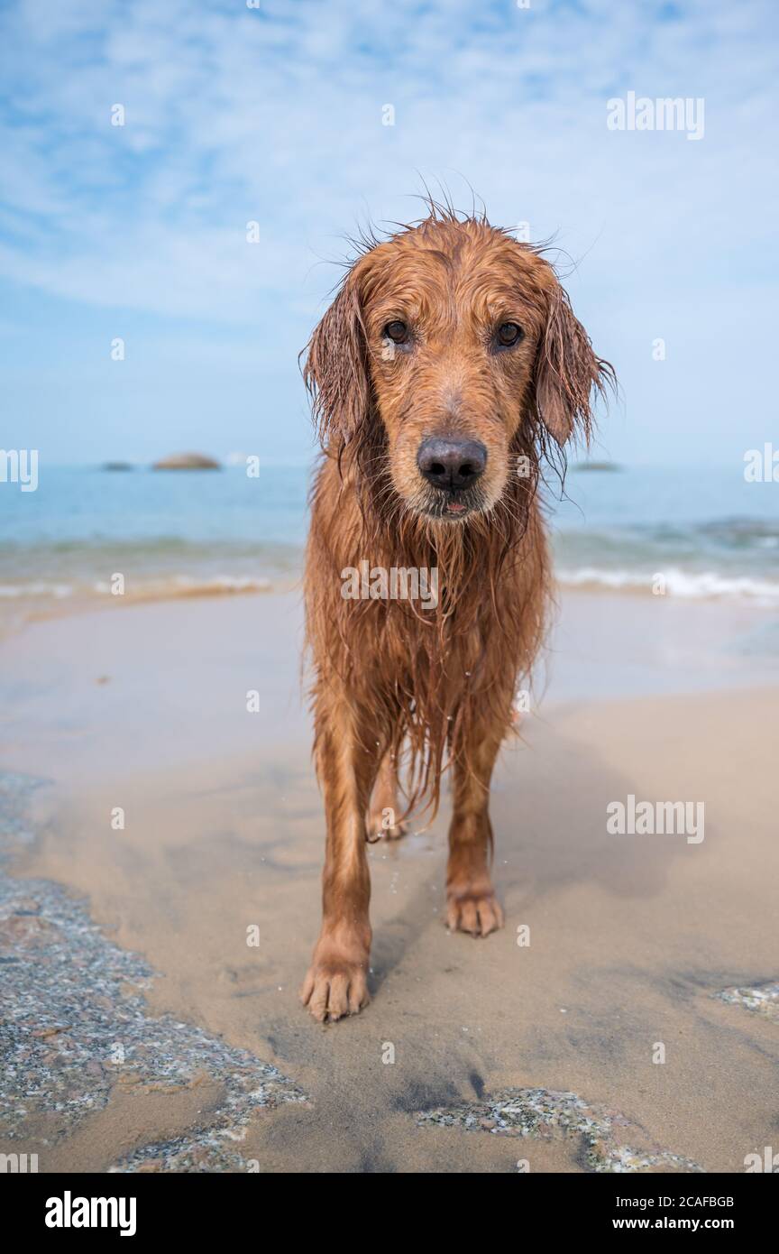 Golden retriever playing with water at the beach Stock Photo - Alamy