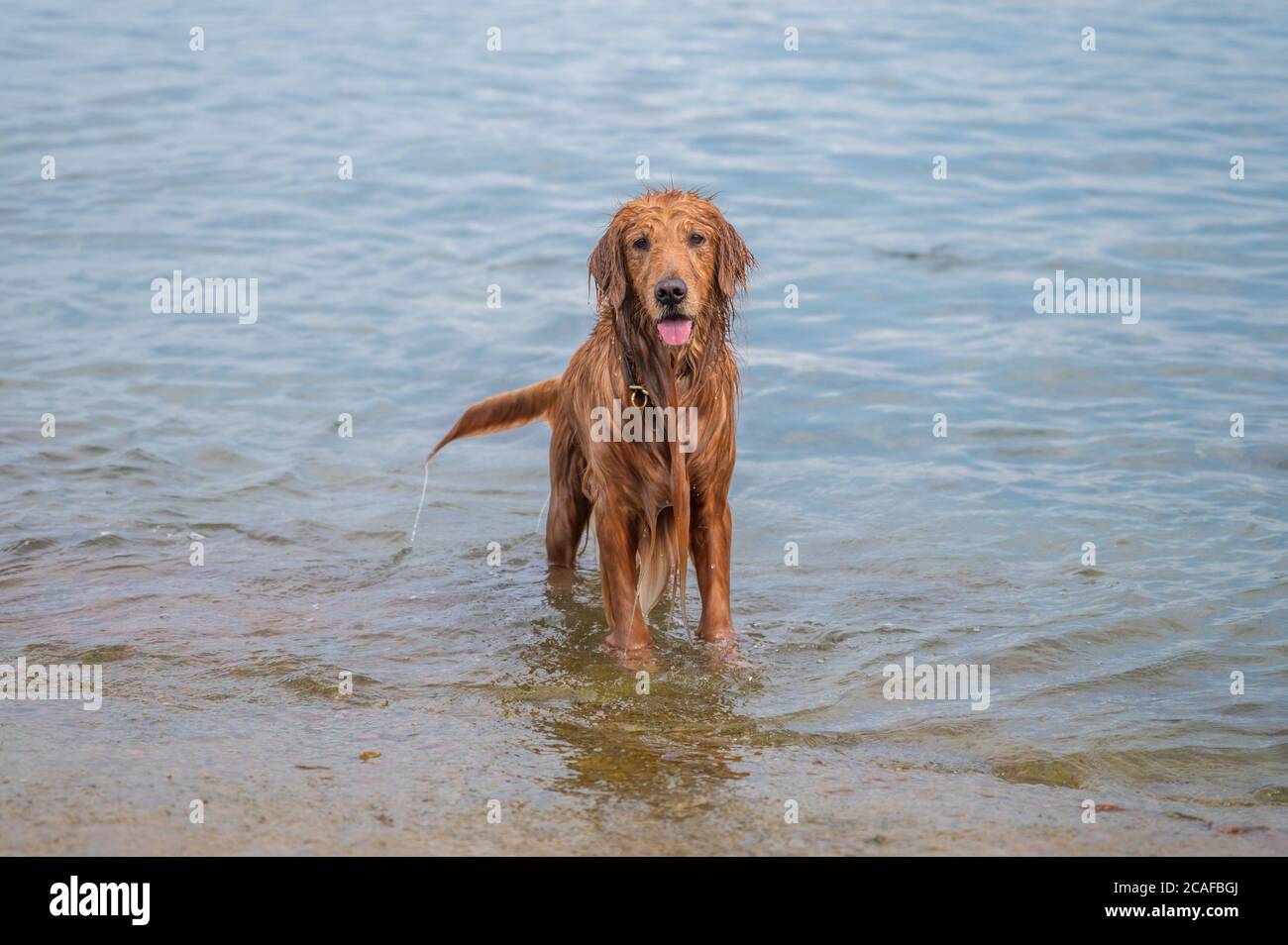 Golden retriever playing with water at the beach Stock Photo - Alamy