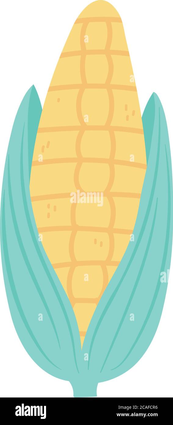 fresh corn cob organic isolated icon design white background vector ...