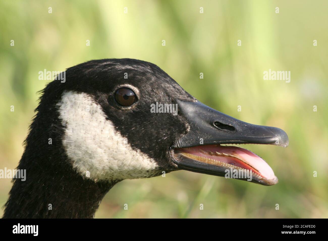 Canada goose tongue hires stock photography and images Alamy