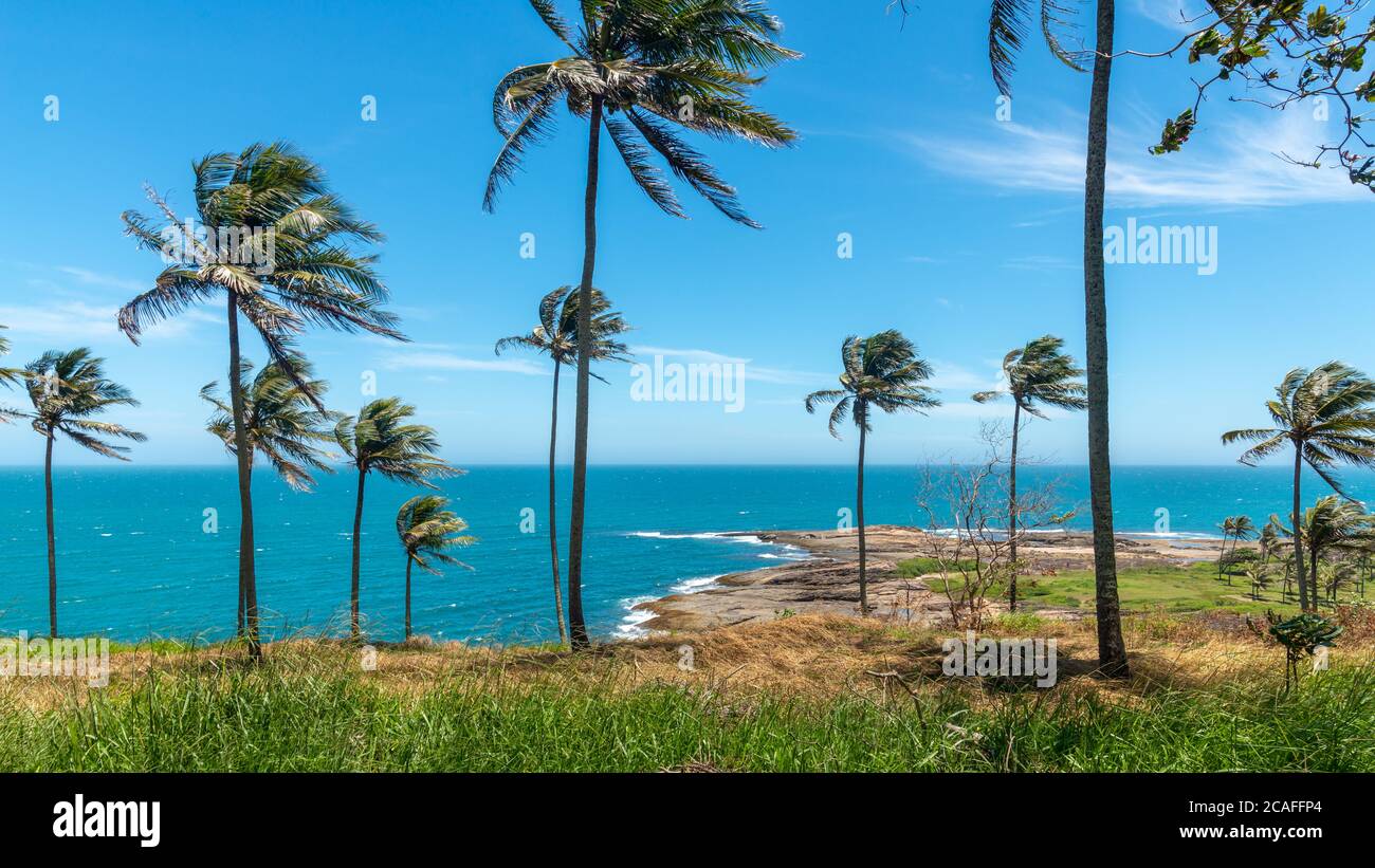 Coconut trees on the coastline on a hot summer day in Guarapari, State of Espirito Santo, Brazil. Stock Photo