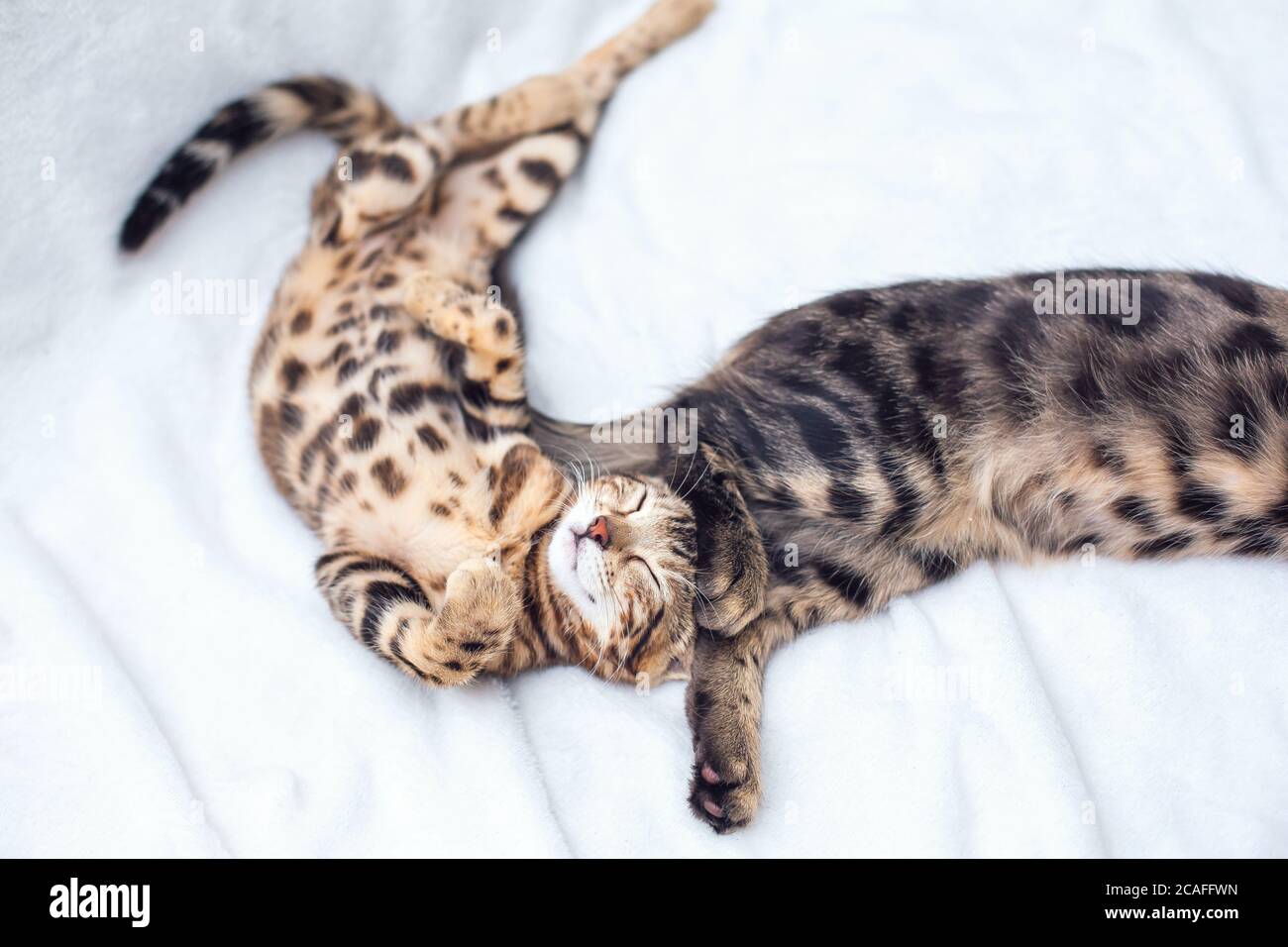 Two Bengal cats sleeping on the white background Stock Photo Alamy