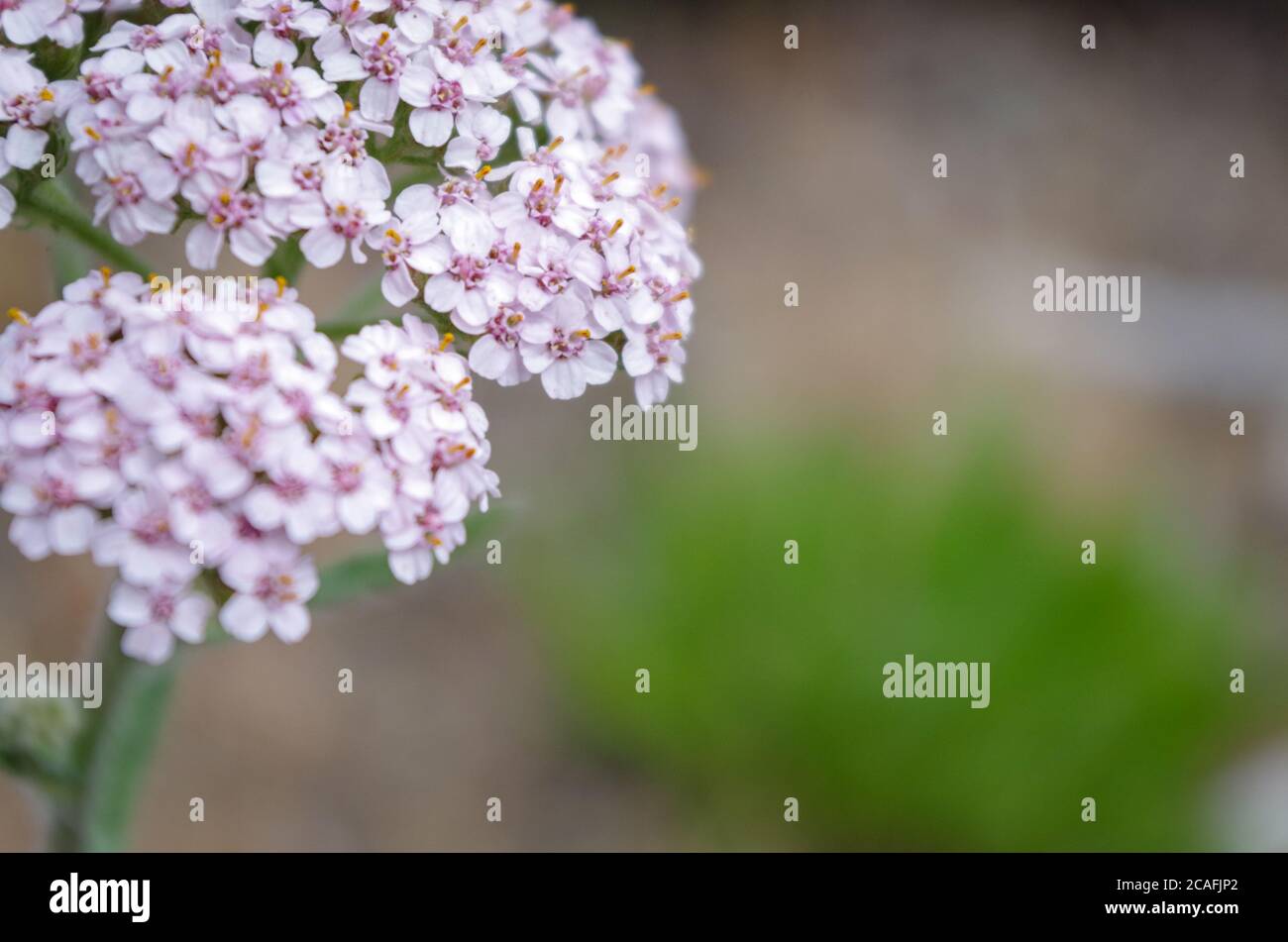 Wild pink yarrow flowers blooming Stock Photo