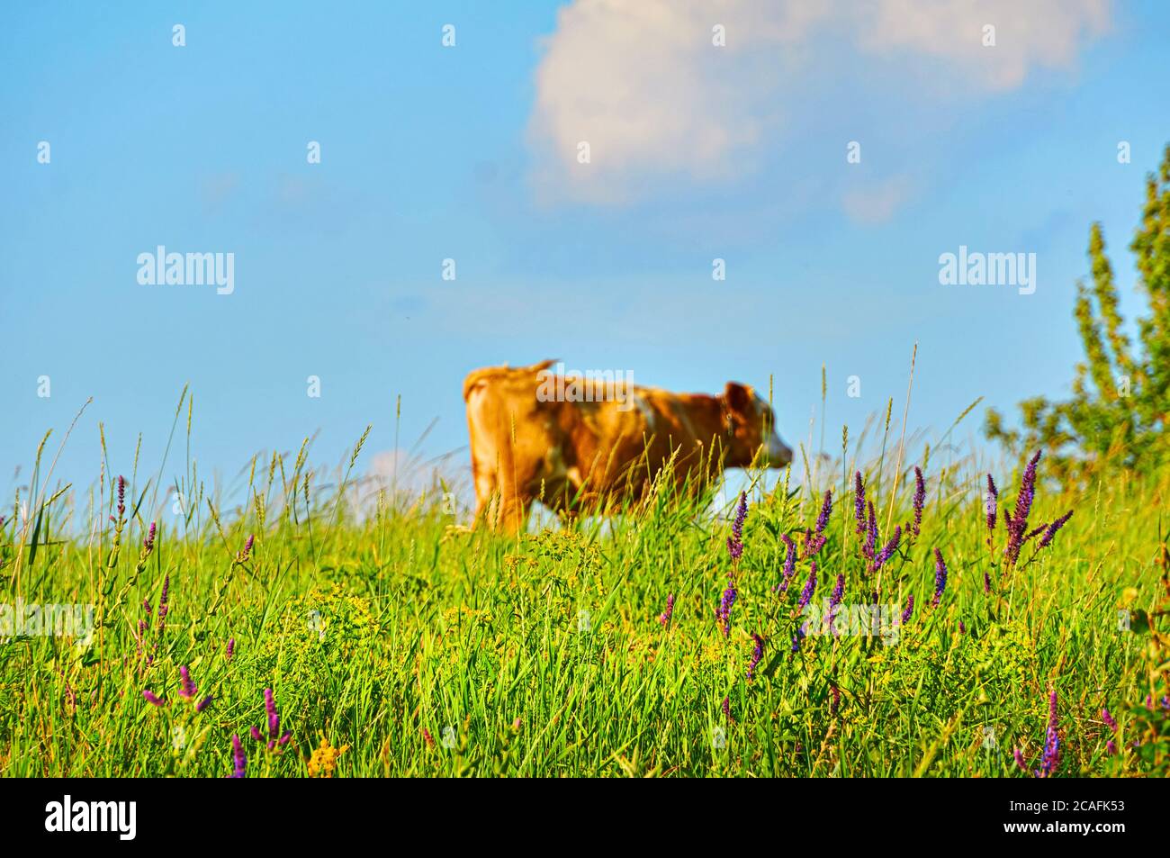 Blurred cow grazing in a green pasture against a blue sky. Stock Photo