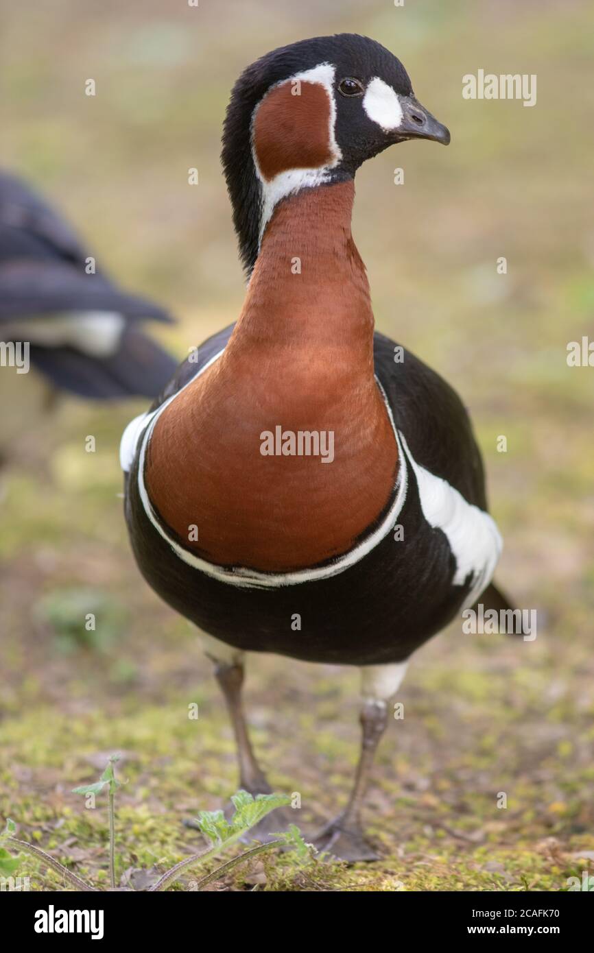 Red-breasted Goose (Branta ruficollis). Head neck shoulders and body plumage markings of red, black and white feathers. Front view of bird approaching. Stock Photo