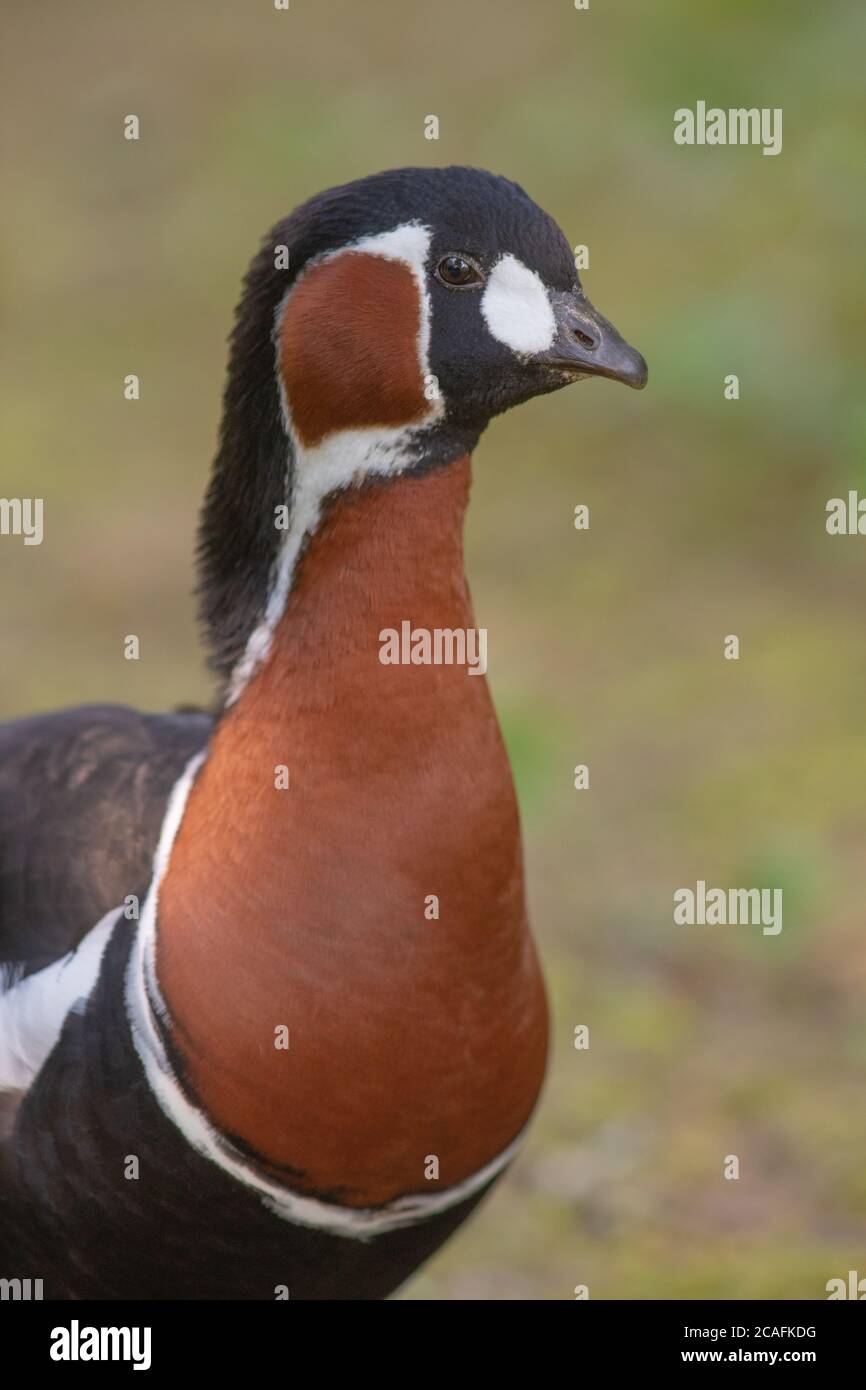 Red-breasted Goose (Branta ruficollis). Head neck shoulders and forebody plumage markings of red, black and white feathers. Stock Photo