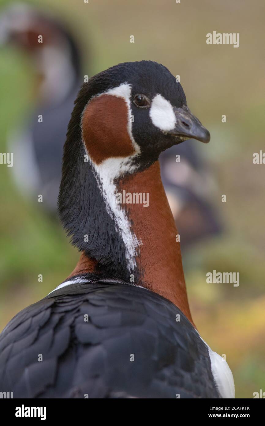 Red-breasted Goose (Branta ruficollis). Head neck shoulders and wings , plumage markings of red, black and white feathers. Male. Gander. Neck mane up. Stock Photo
