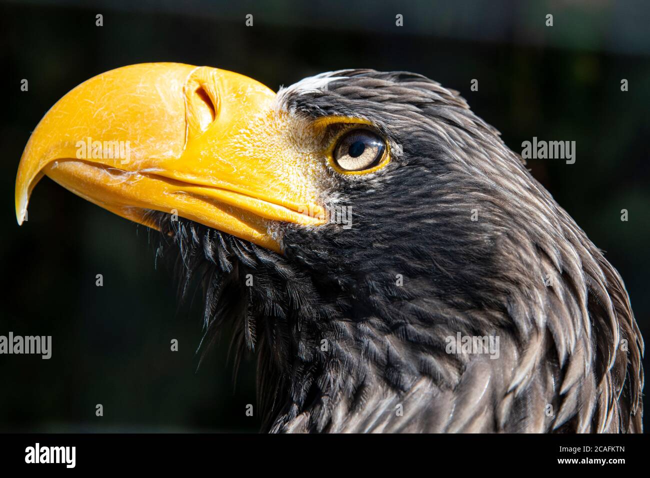 Side view in close up of an eagle with a yellow beak and dark feathers Stock Photo
