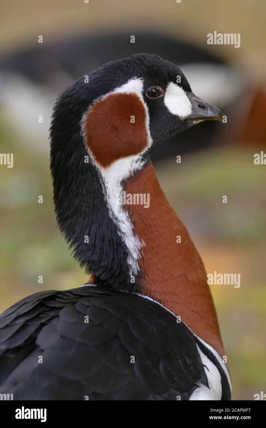 Red-breasted Goose (Branta ruficollis). Head neck shoulders and wings , plumage markings of red, black and white feathers. Male.gander. Mate behind. Stock Photo