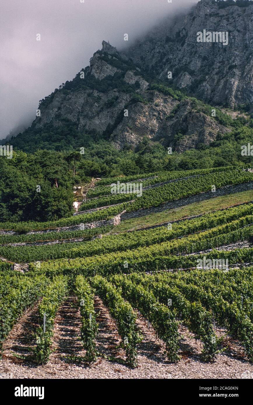 Archive image: Hillside vineyards in the Valais, Rhone Valley, Switzerland, 1995 Stock Photo