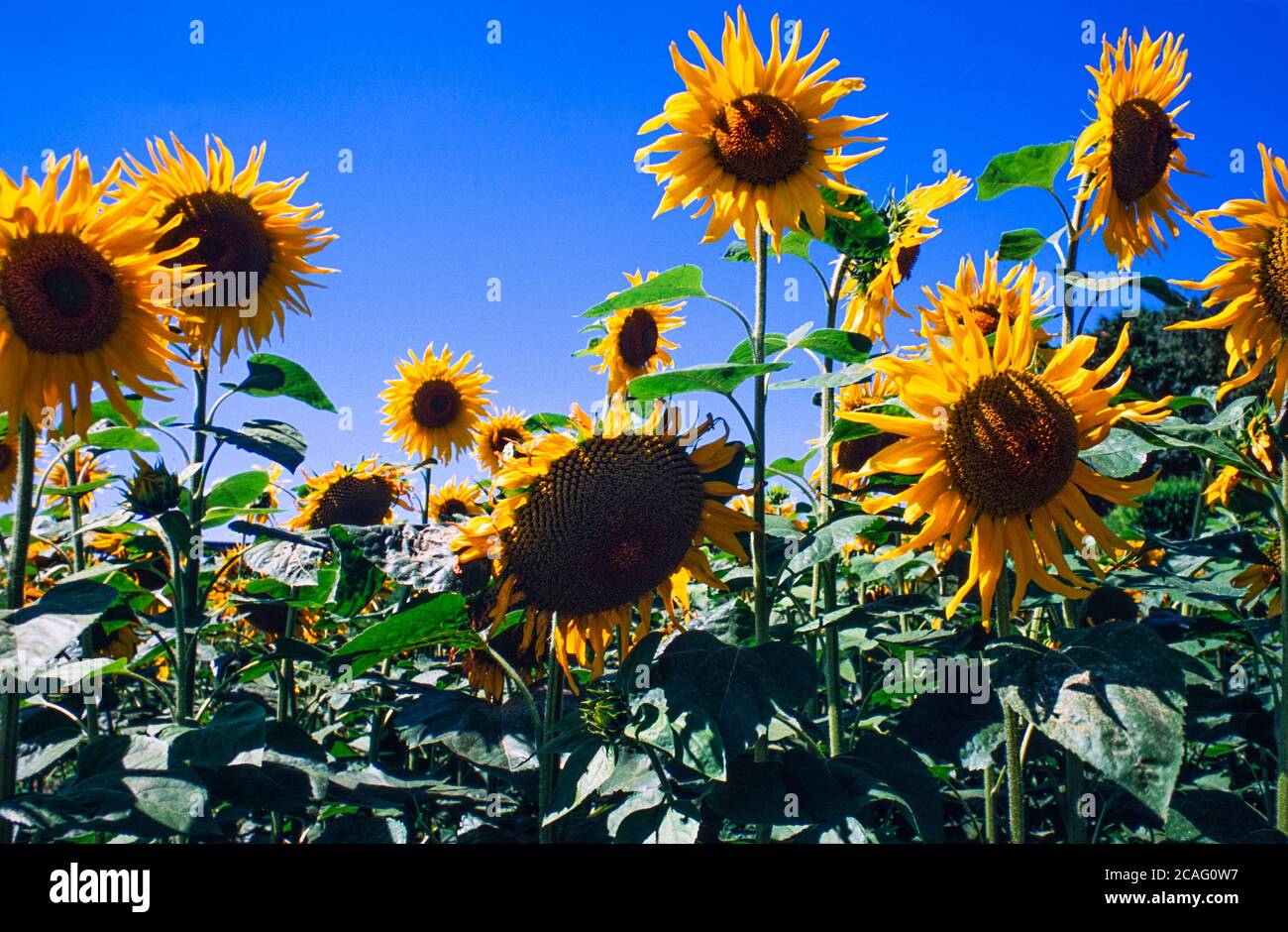 Archive image: Sunflowers in bloom under blue sky, France, c 2005 Stock Photo