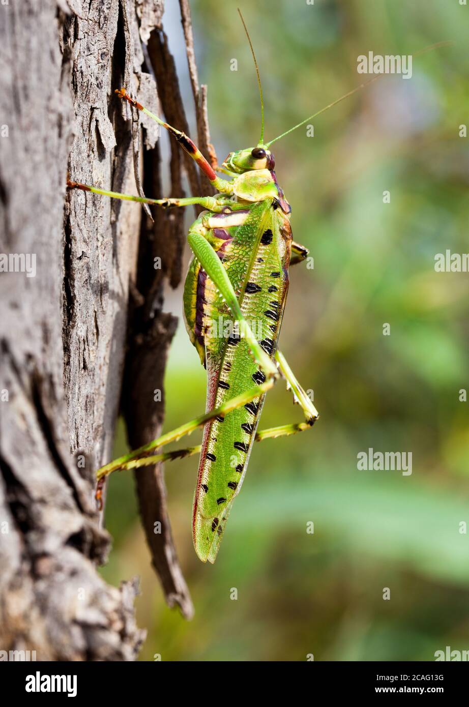 32 Spotted Katydid (Ephippitytha trigintiduoguttata) on eucalypt trunk. March 2010. Nuriootpa. South Australia. Australia. Stock Photo