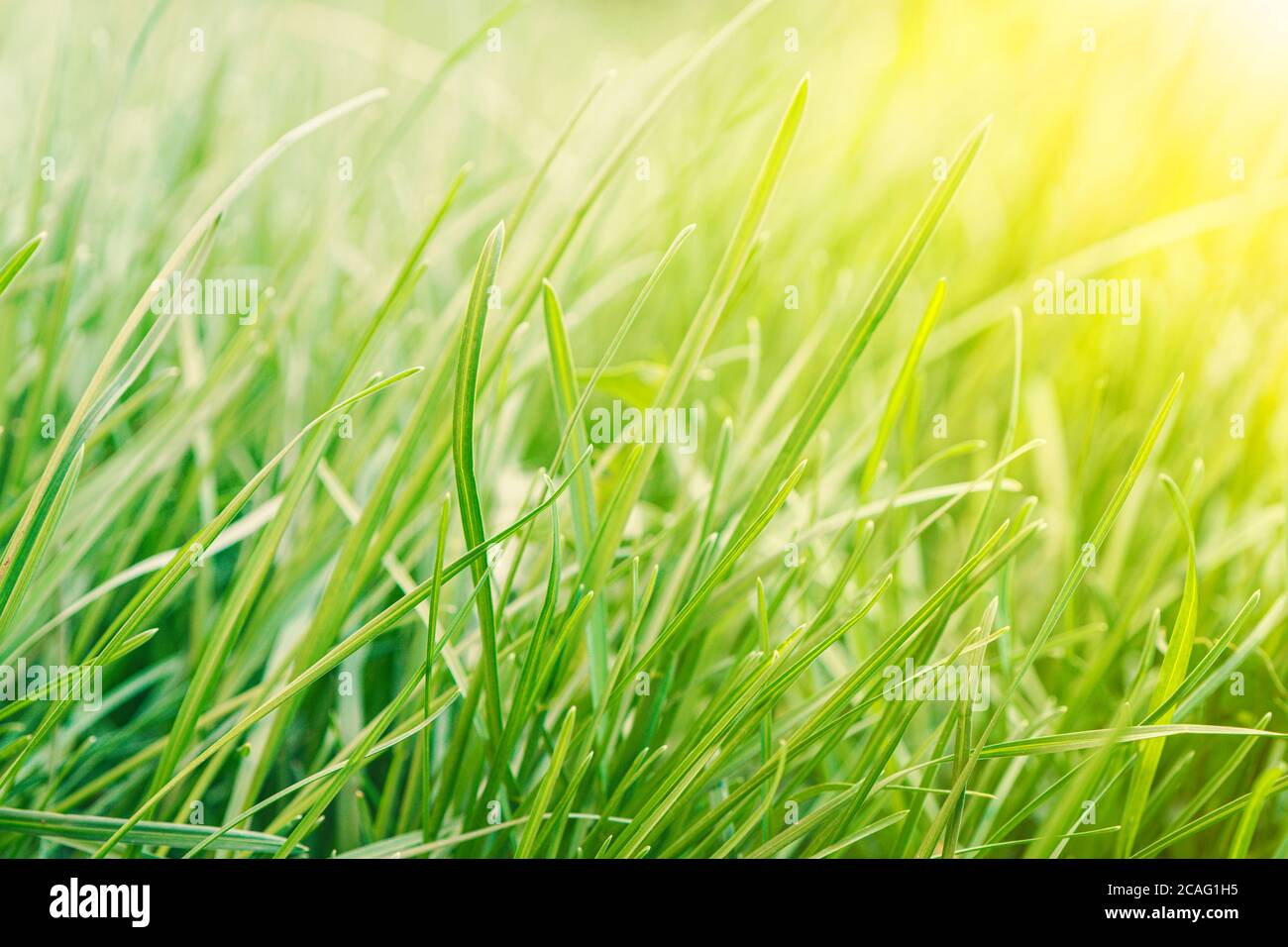 Tall green grass background hi-res stock photography and images - Alamy