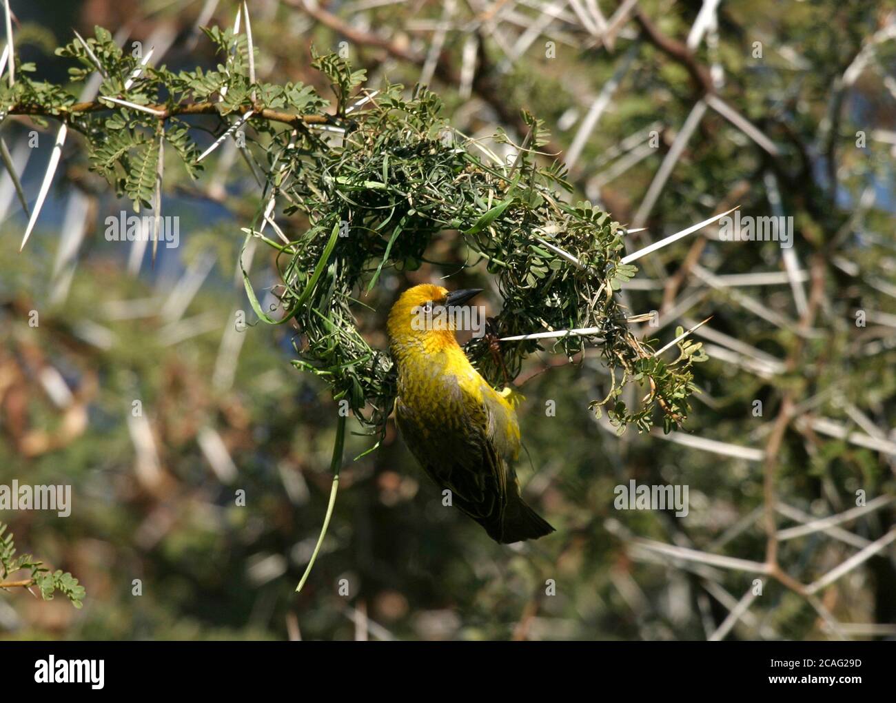 Cape weaver bird (Ploceus Capenis) building nest in Acacia bush Stock Photo
