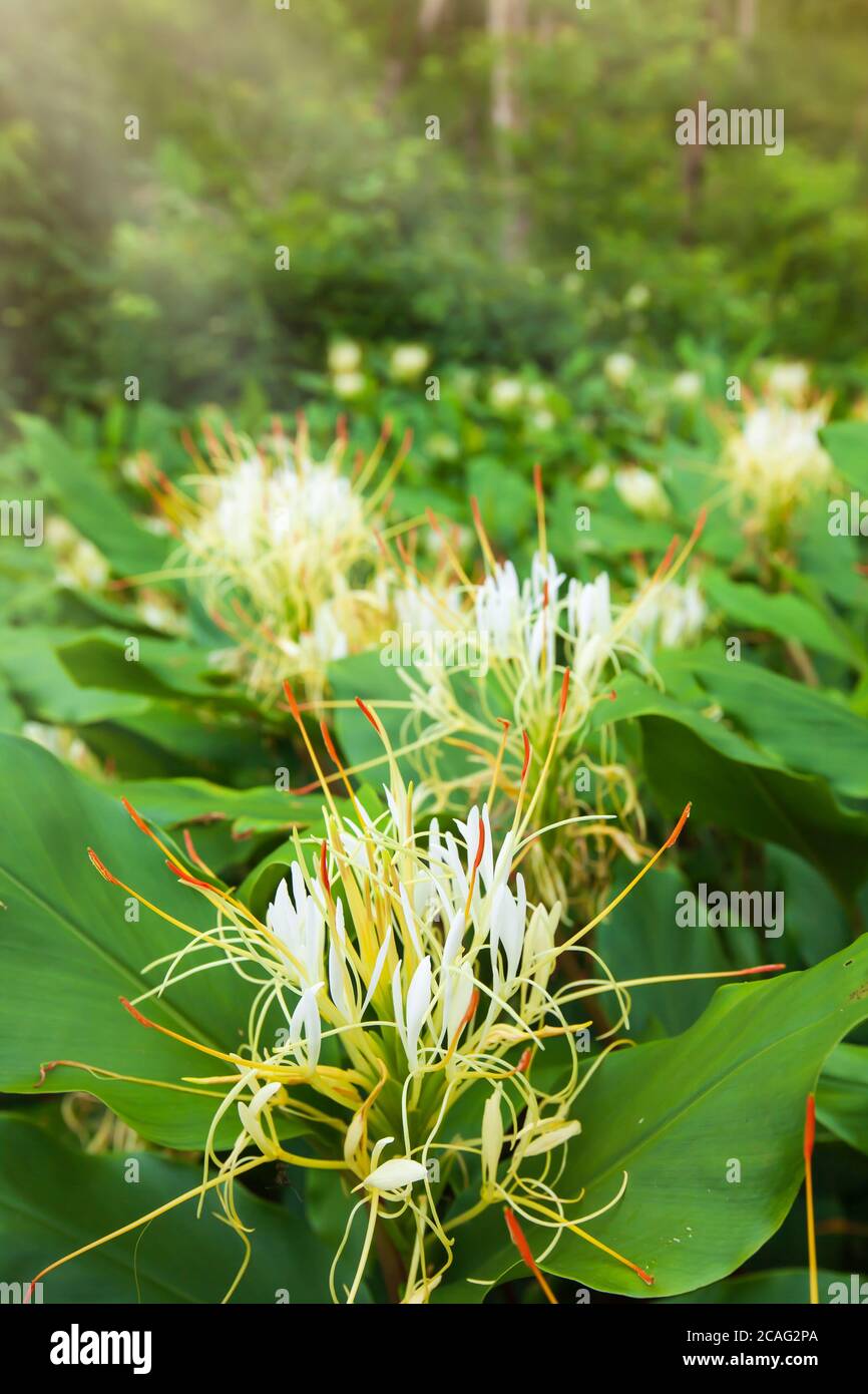Blooming Hedychium ellipticum Hamm ex Sm. or Ginger Lily flowers in tropical forest. Phu Hin Rong Kla National Park, Thailand. Selective focus. Stock Photo
