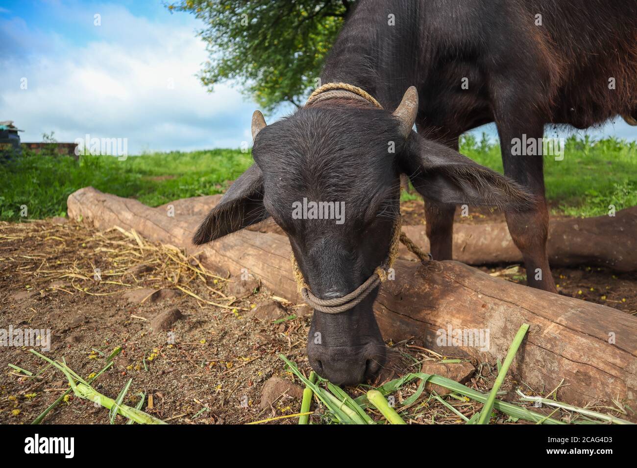 black buffalo stands and eating feed on the ground Stock Photo