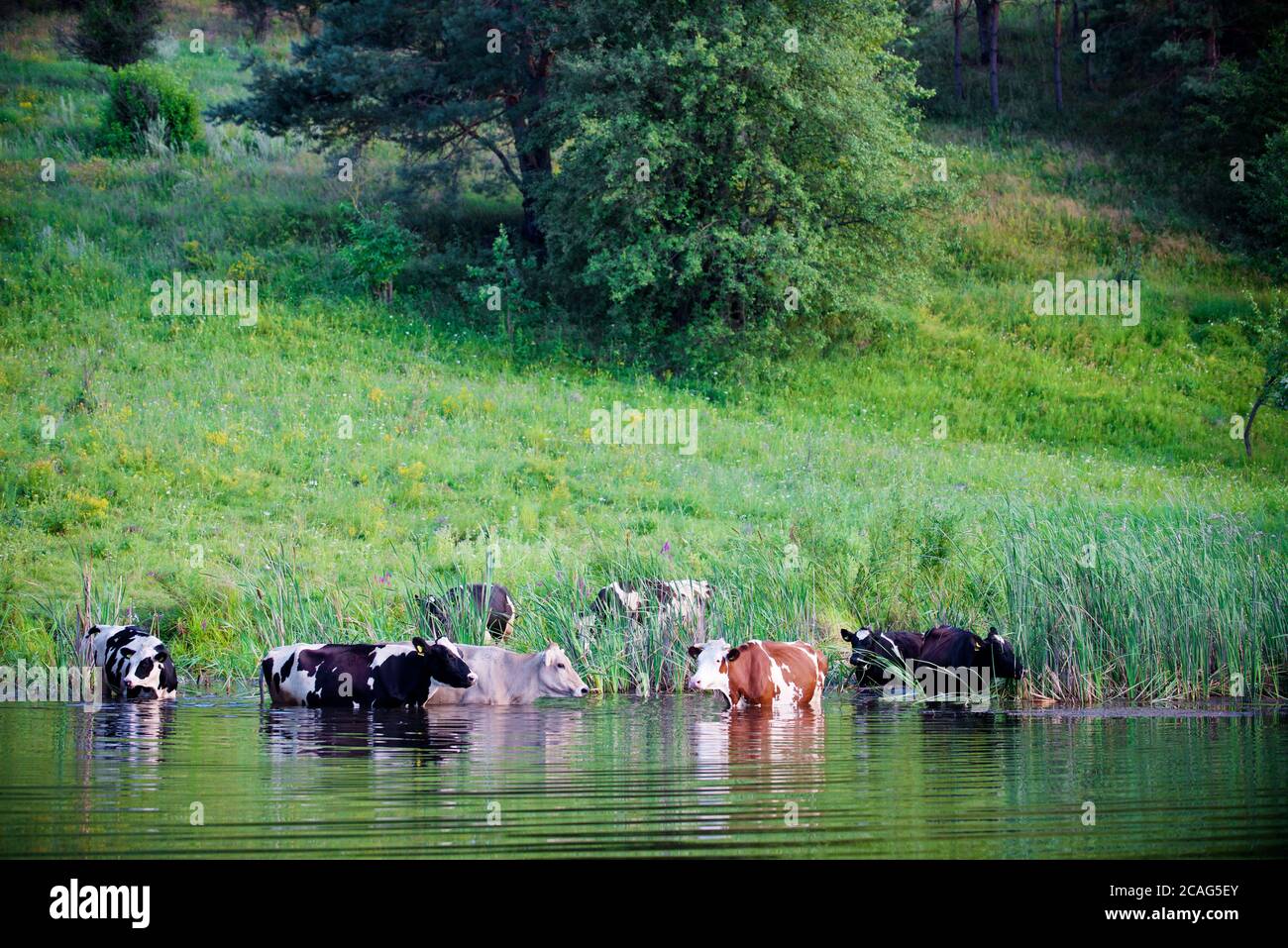 a herd of alpine cows in the open pasture in summer Stock Photo - Alamy