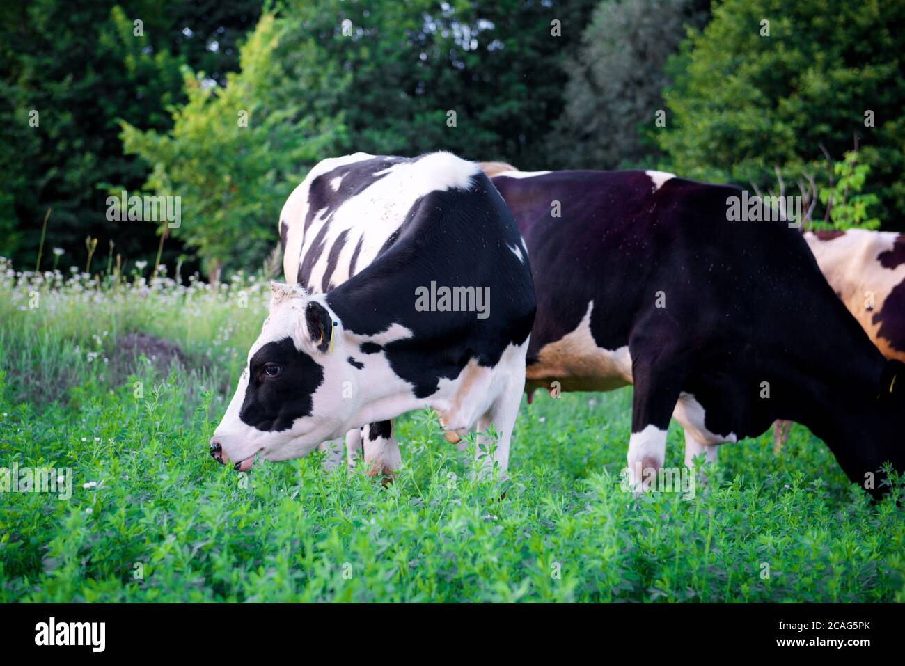 a herd of alpine cows in the open pasture in summer Stock Photo - Alamy