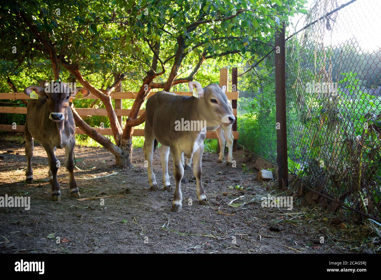 Cows on a beautiful green meadow Stock Photo - Alamy