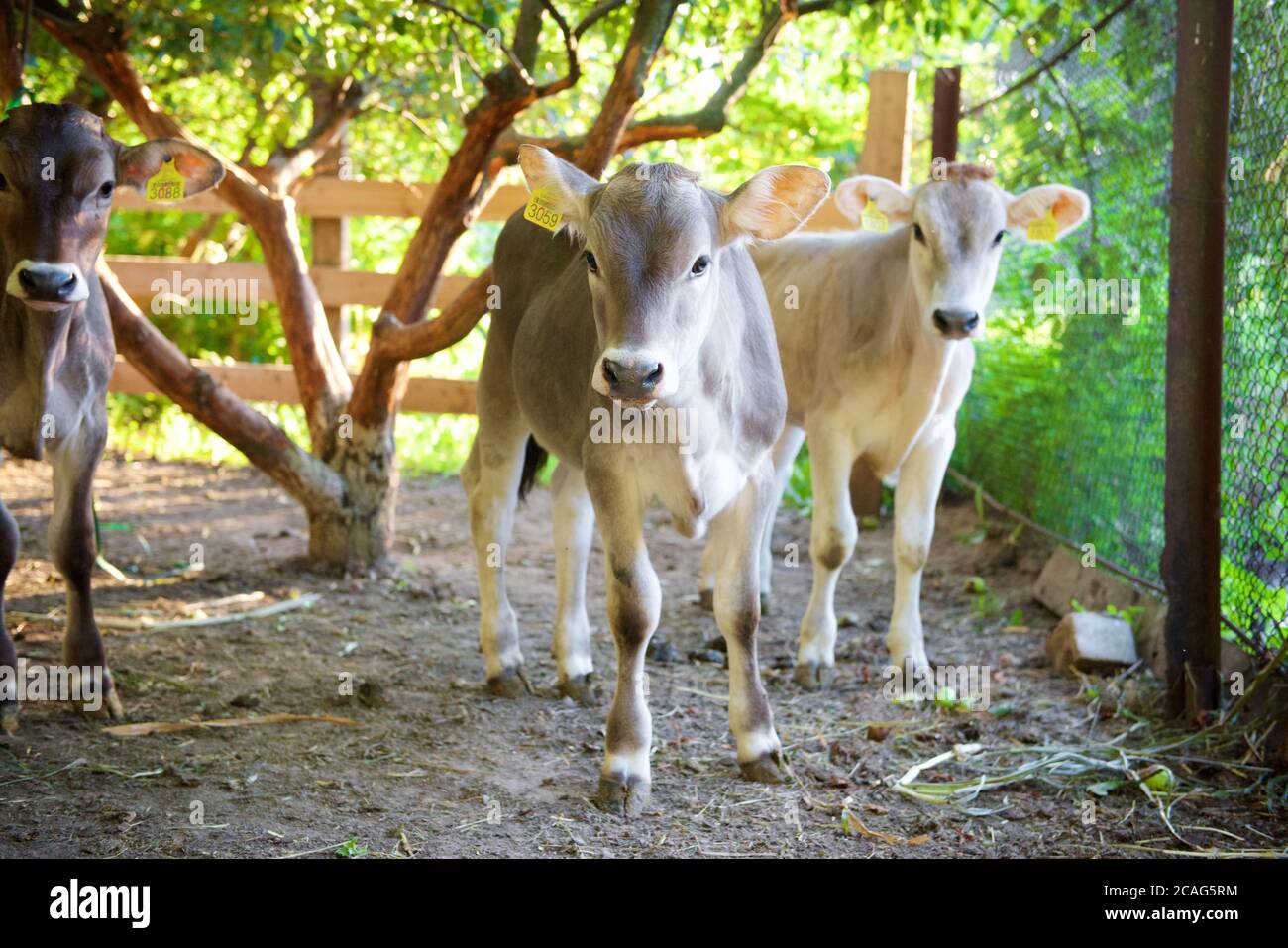Cows on a beautiful green meadow Stock Photo - Alamy