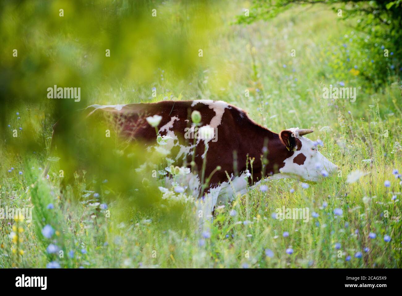 a herd of alpine cows in the open pasture in summer Stock Photo - Alamy