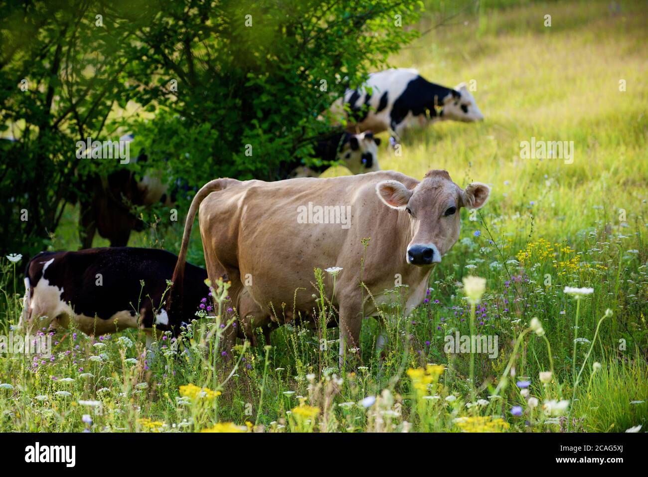 a herd of alpine cows in the open pasture in summer Stock Photo - Alamy