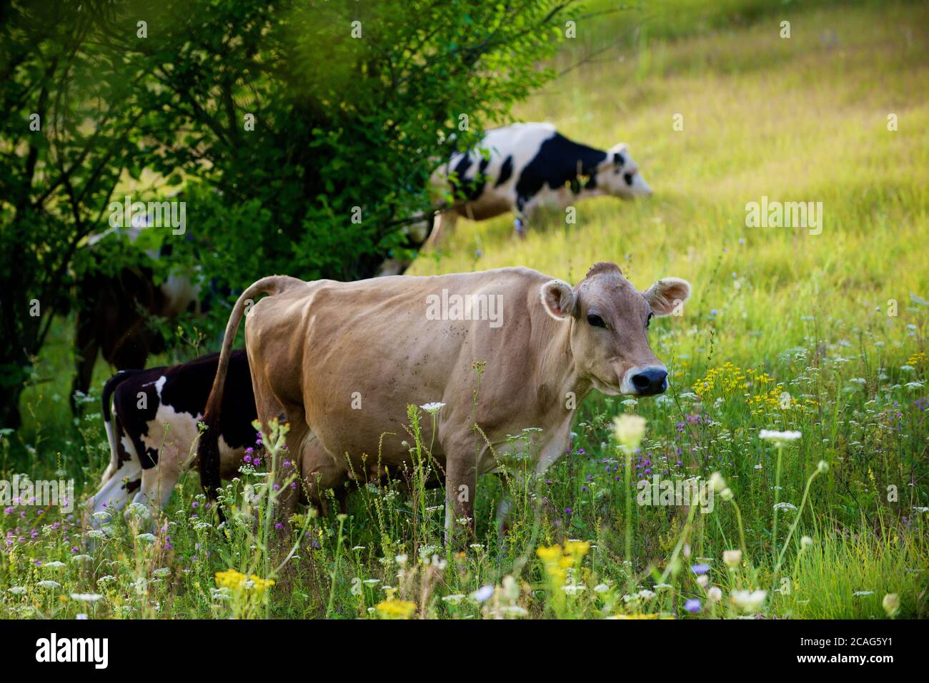 a herd of alpine cows in the open pasture in summer Stock Photo - Alamy