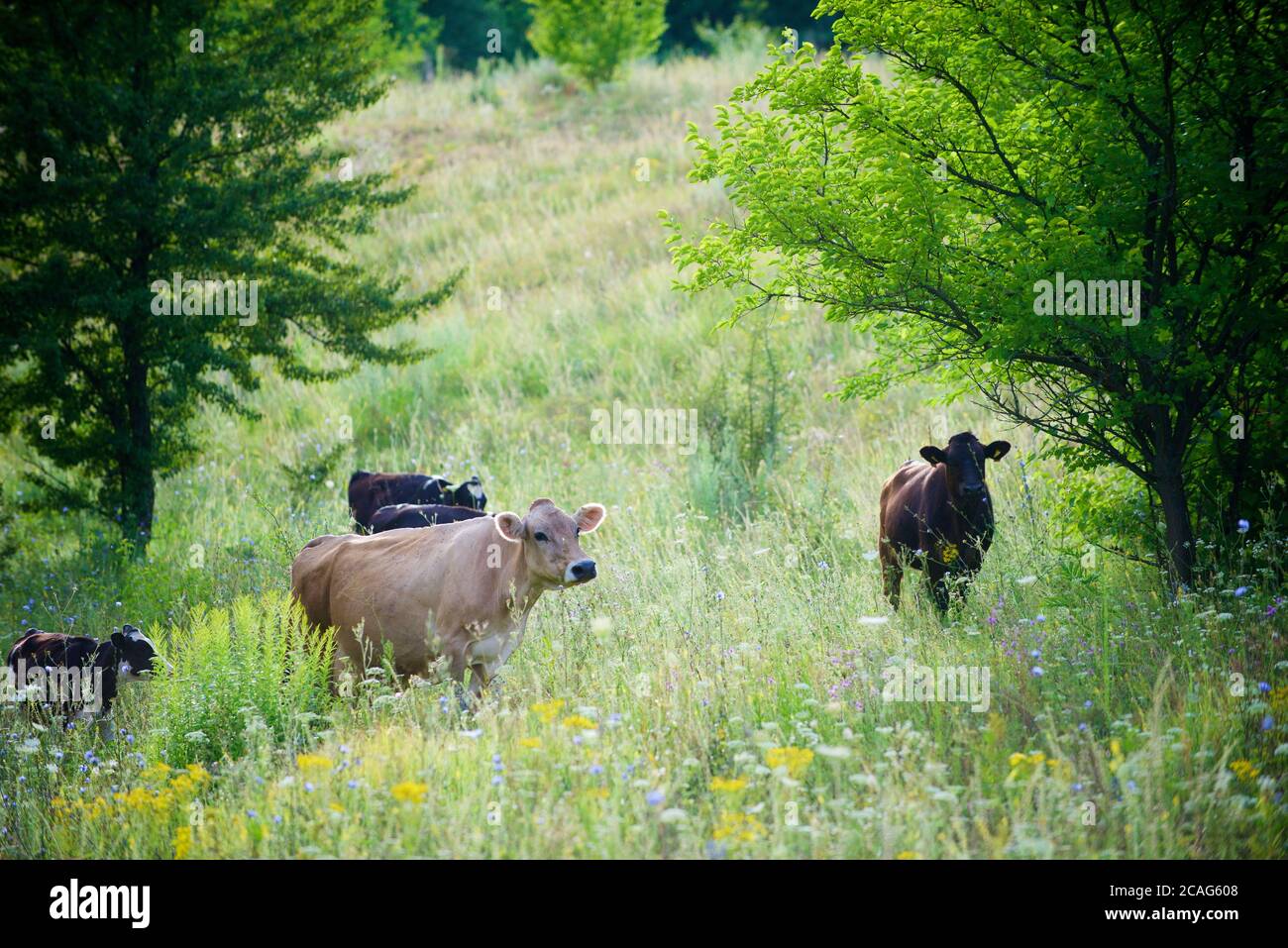 a herd of alpine cows in the open pasture in summer Stock Photo - Alamy