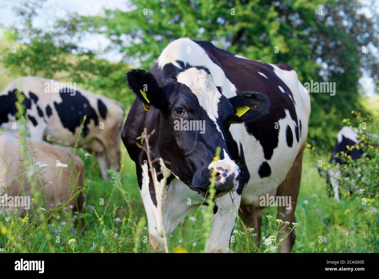 a herd of alpine cows in the open pasture in summer Stock Photo - Alamy