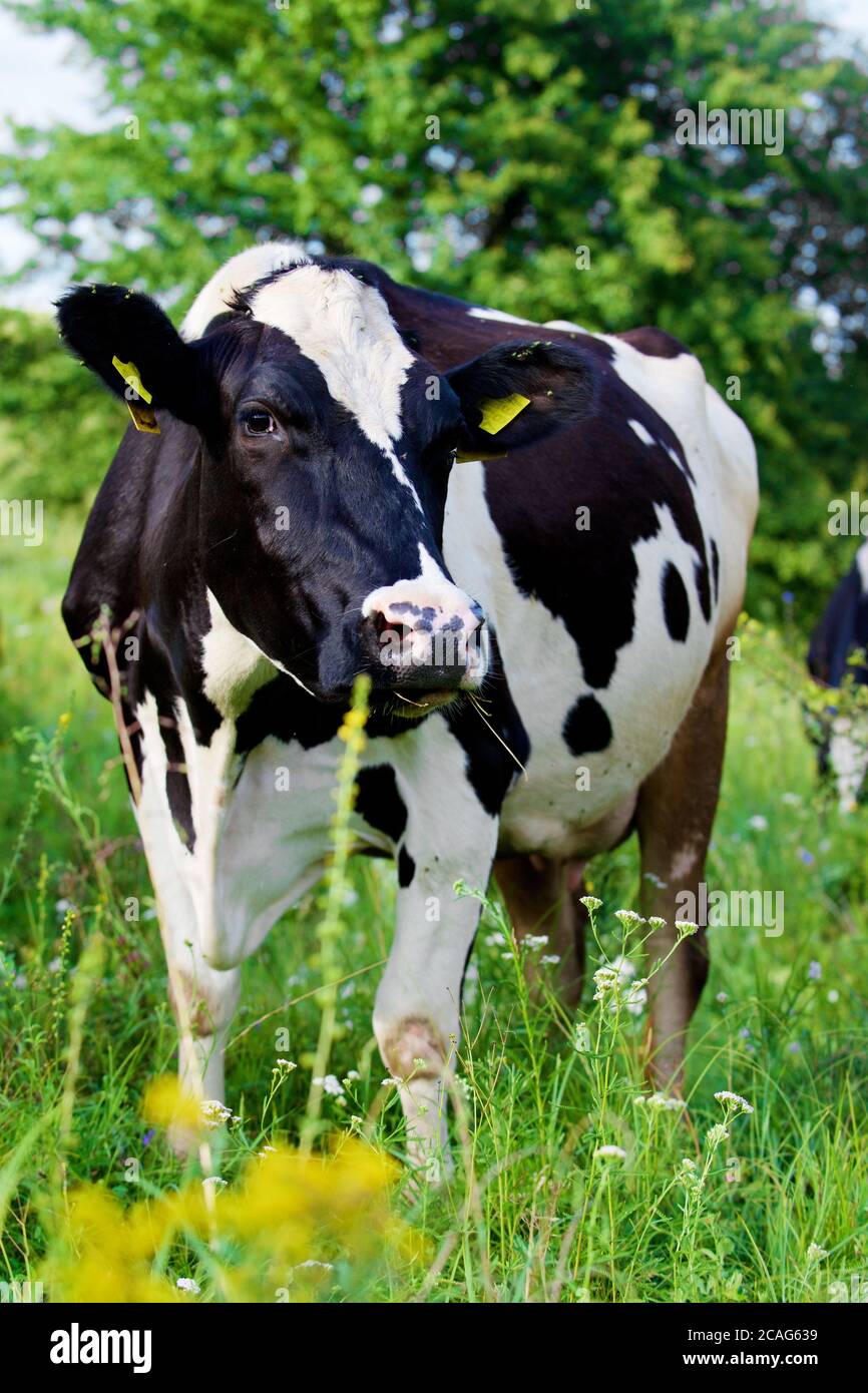Cows on a beautiful green meadow Stock Photo - Alamy
