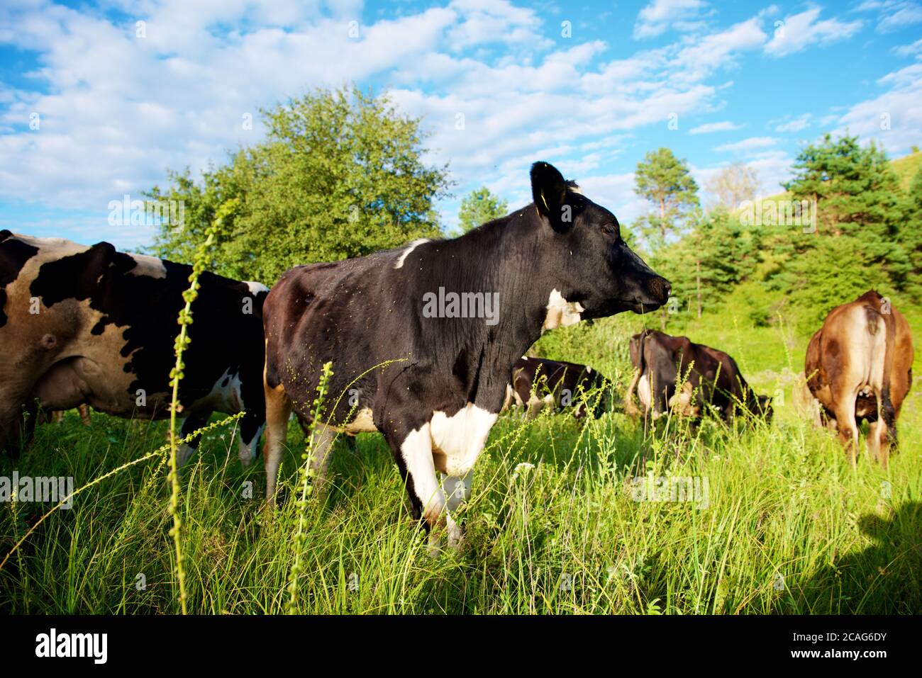 Cows on a beautiful green meadow in August Stock Photo - Alamy