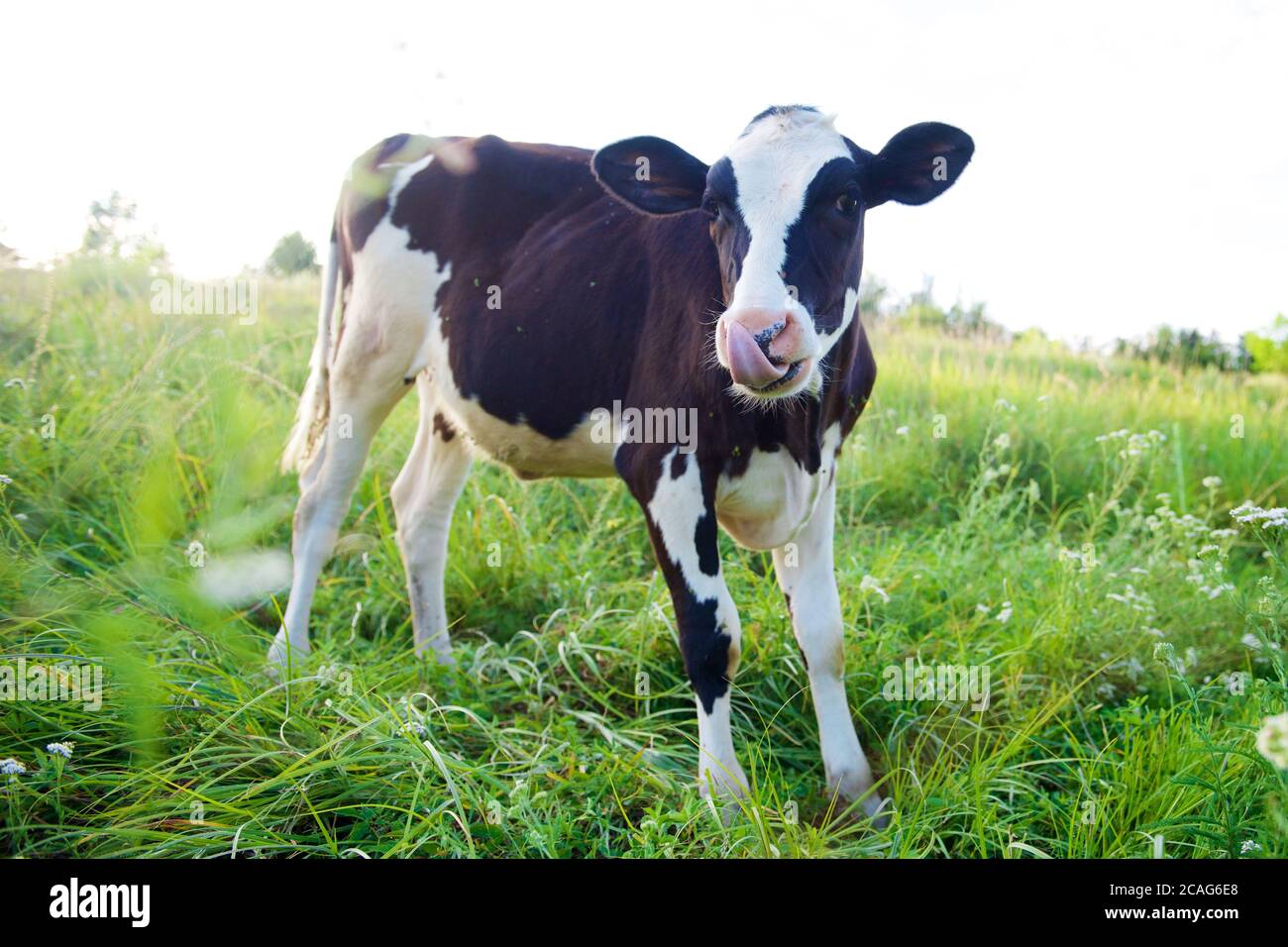 Cows on a beautiful green meadow in August Stock Photo - Alamy