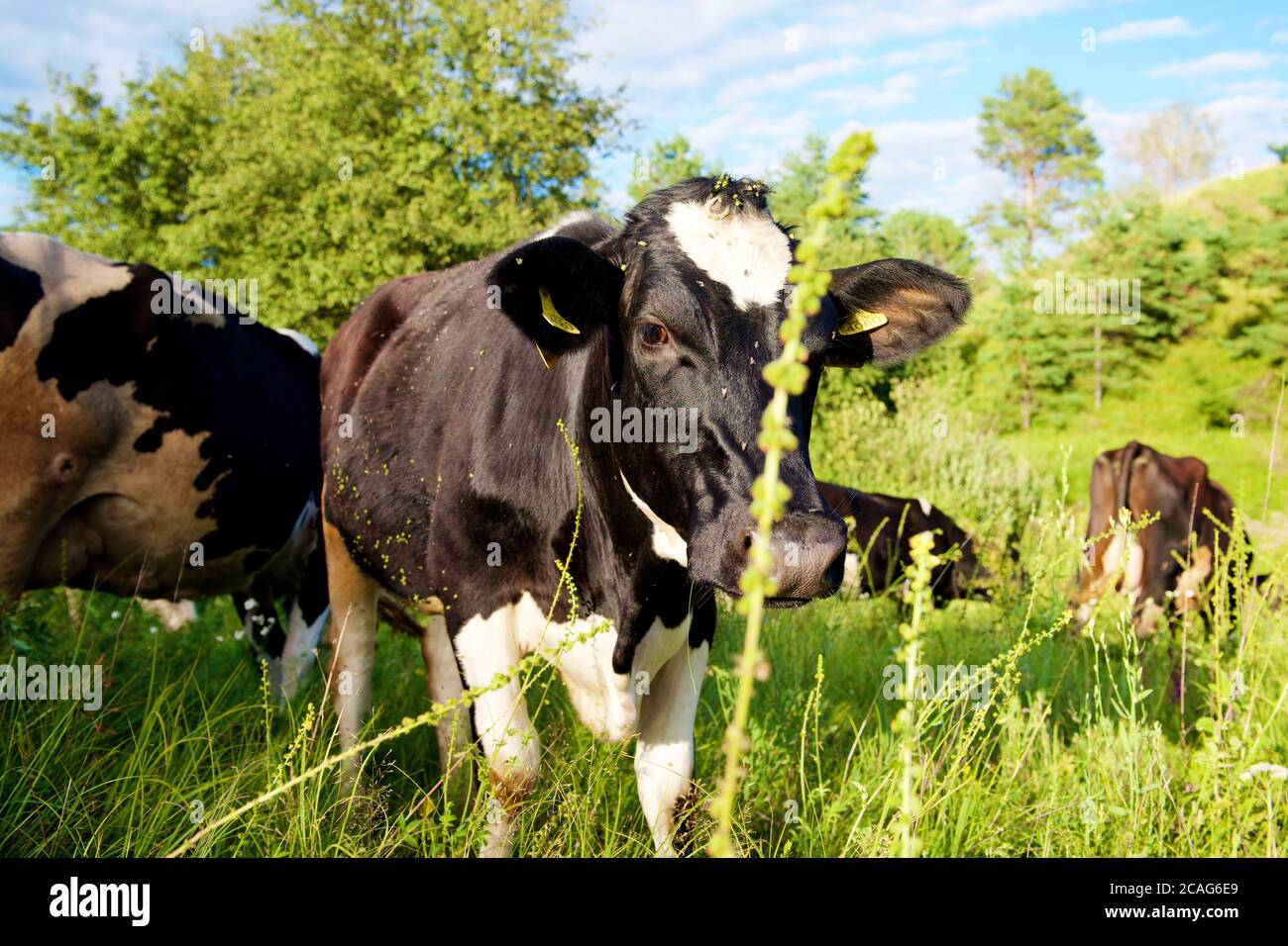 Cows on a beautiful green meadow in August Stock Photo - Alamy