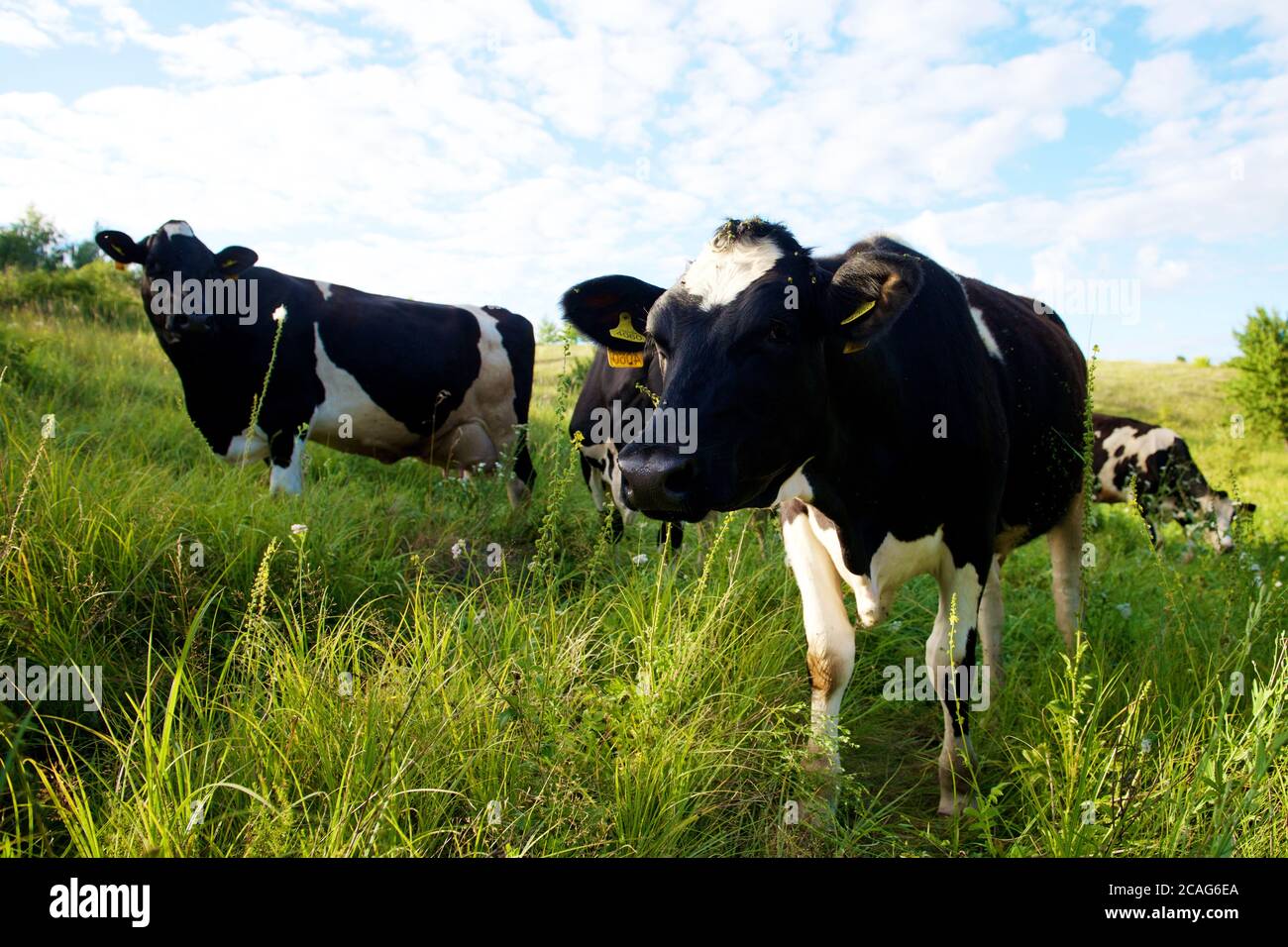Cows on a beautiful green meadow in August Stock Photo - Alamy