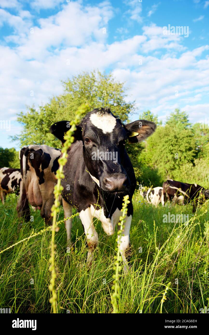 Cows on a beautiful green meadow in August Stock Photo - Alamy