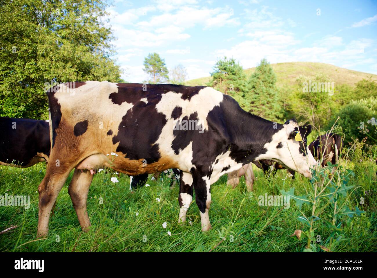 Cows on a beautiful green meadow in August Stock Photo - Alamy