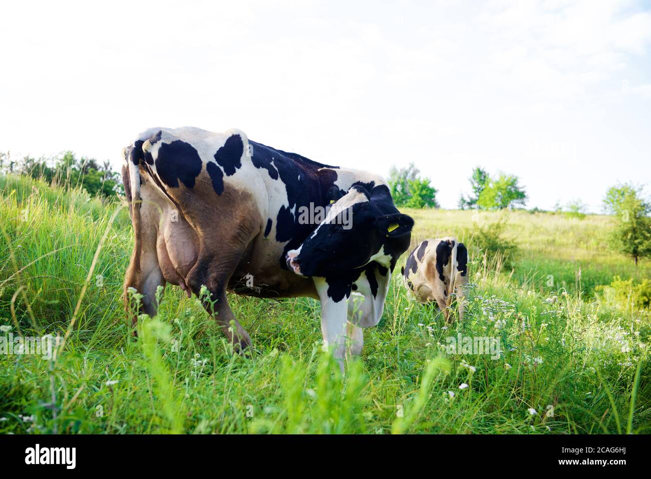 Cows on a beautiful green meadow in August Stock Photo - Alamy