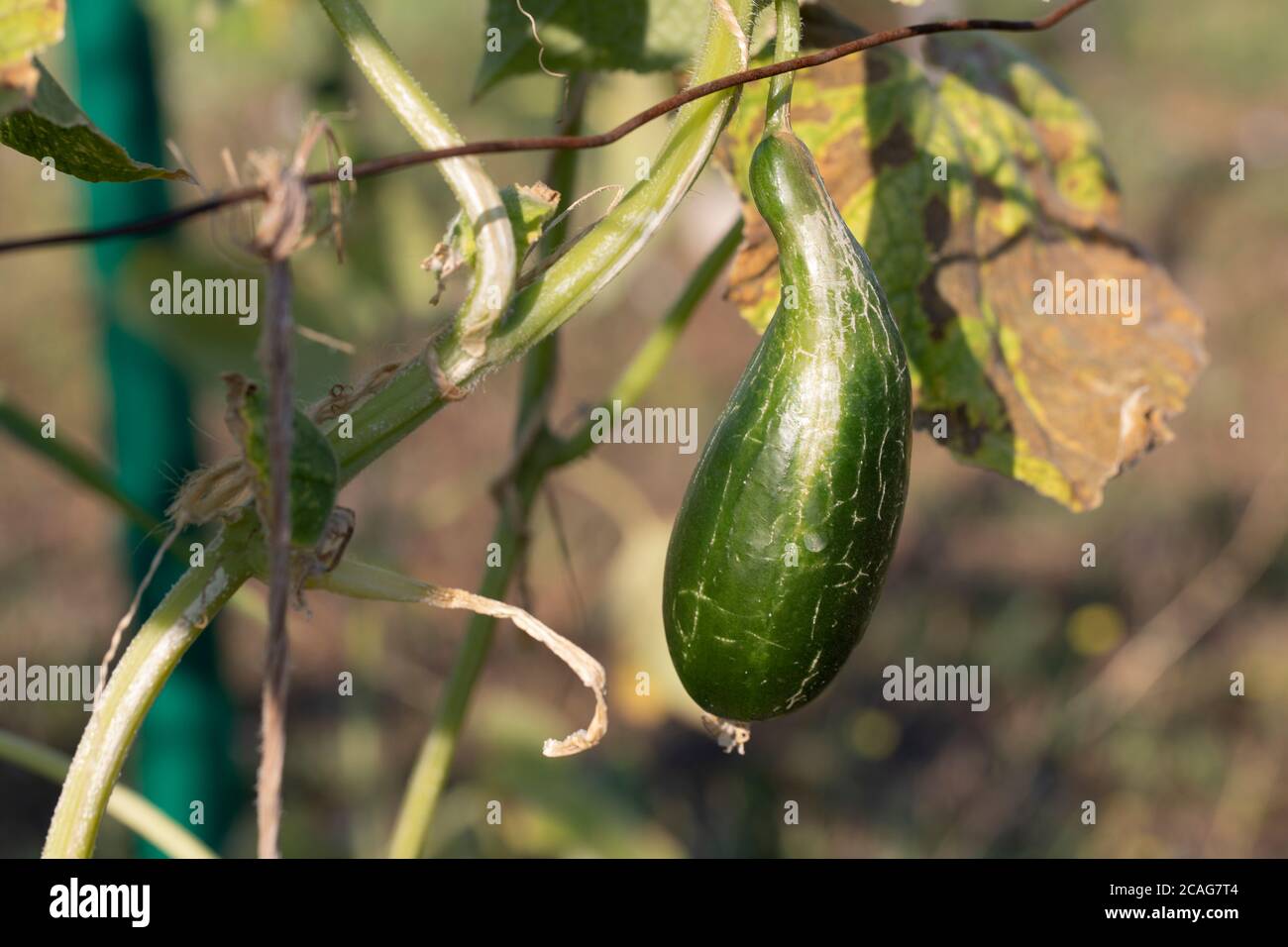 Nutrient deficiency plant hires stock photography and images Alamy