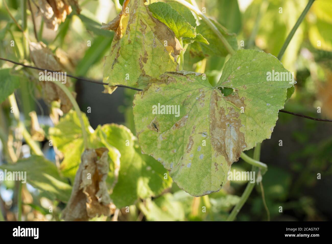 Pest damaged cucumber leave caused by harmful insects, plant fungi, thrips and other bacterium diseases. Stock Photo