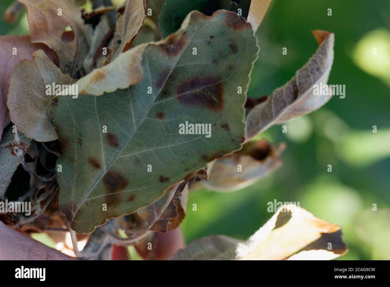 Brown spots on leaves of fruit tree. fungal leaf spotting. Stock Photo