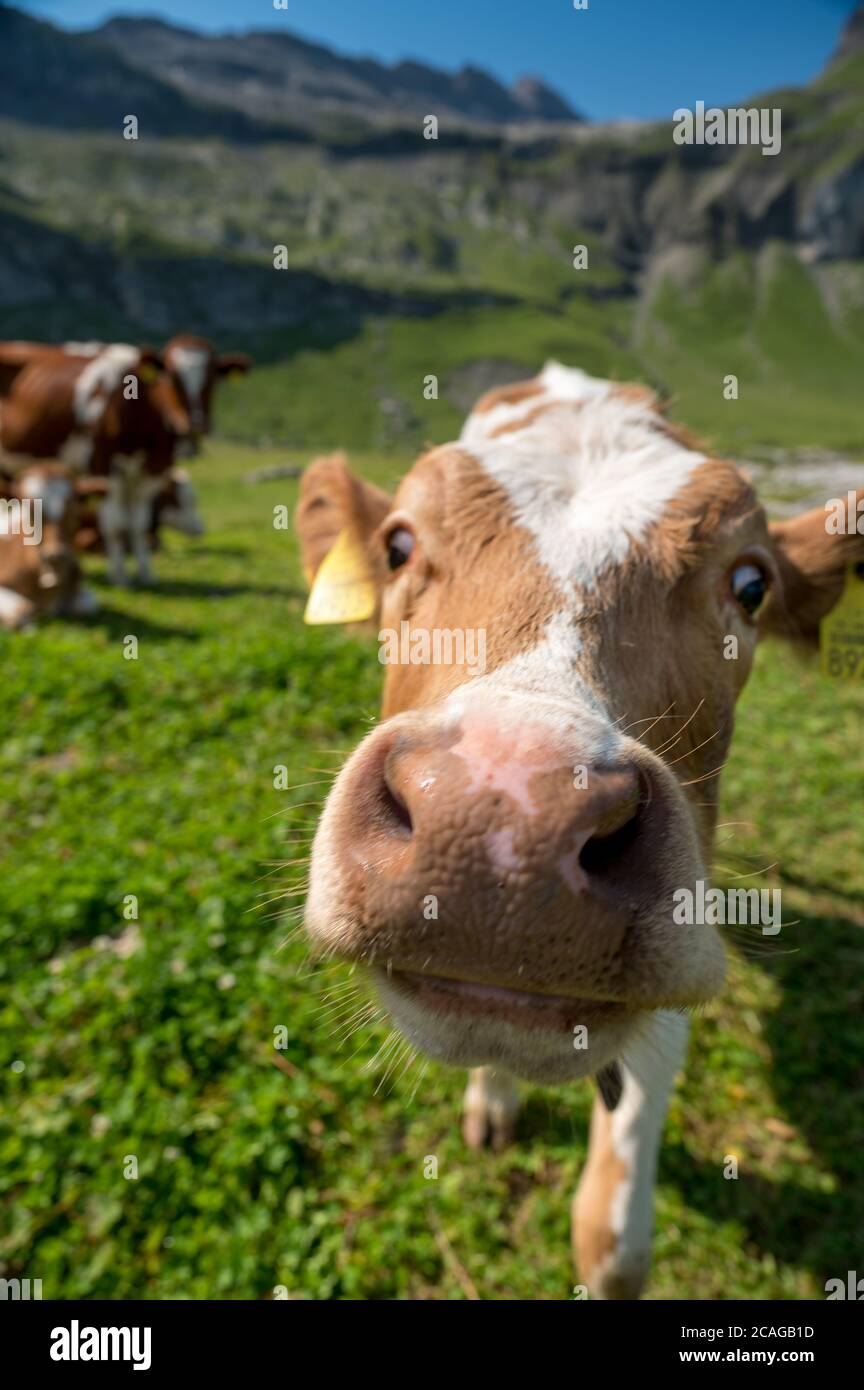 close-up of a funny cow on Alp Hohkien in Kiental, Berner Oberland Stock Photo