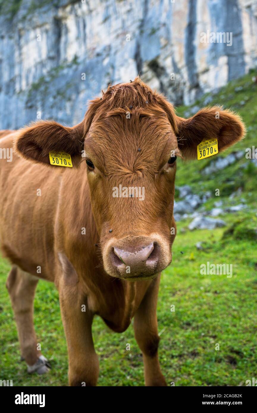 portrait of a young brown cow in Kiental Stock Photo